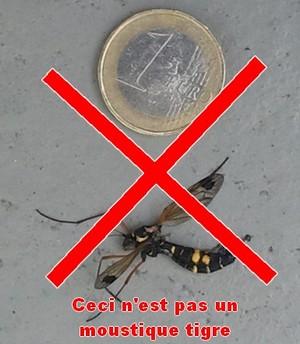 moustique-raye-noir-jaune-pas-moustique-tigre-ctenephora