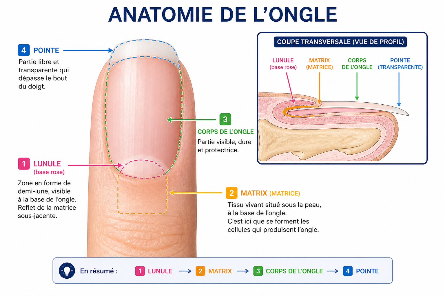 Anatomie ongle Schéma annoté : lunule (base rose), matrix, corps ongle, pointe